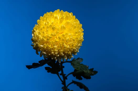 Yellow chrysanthemum flower on a blue background. Flower head close-up