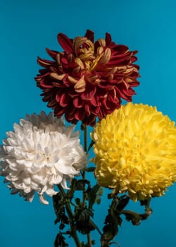 Bouquet of three multi-colored chrysanthemums on a blue background