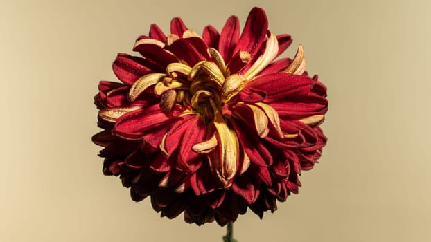 Red chrysanthemum flower on a yellow background. Flower head close-up