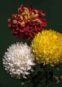 Bouquet of three multi-colored chrysanthemums on a dark green background