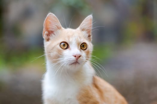 Cute baby cat kitten, ginger with white and wonderful eyes, looks at background in the garden, close-up