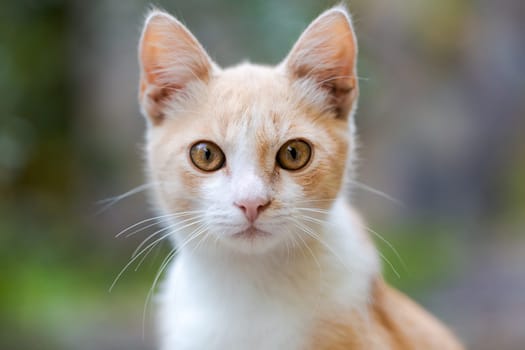 Cute baby cat kitten, ginger with white and wonderful eyes, looks at background in the garden, close-up