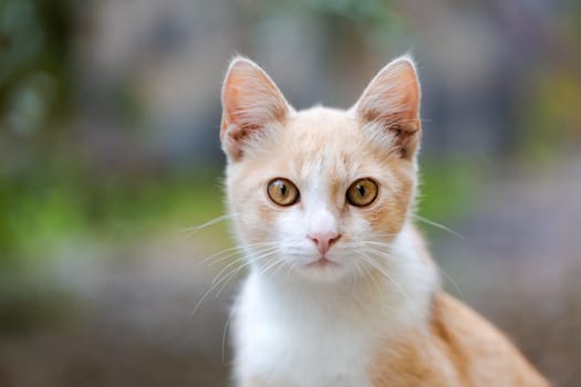 Orange cat outdoors, ginger kitten view, natural green background. Domestic fluffy cat animals spend time outside. Fluffy kitten against tree cheers, village zone.