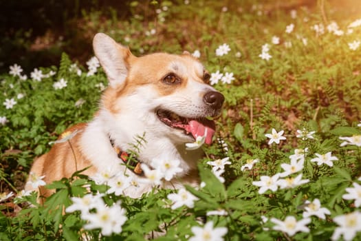 Natural background with cute Corgi Dog sitting on a spring sunny meadow surrounded by white flowers in the park