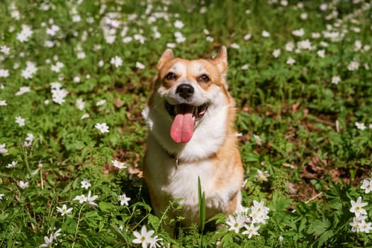 Natural background with cute Corgi Dog sitting on a spring sunny meadow surrounded by white flowers in the park