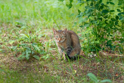 Beautiful gray cat sits in the grass in the park in spring.