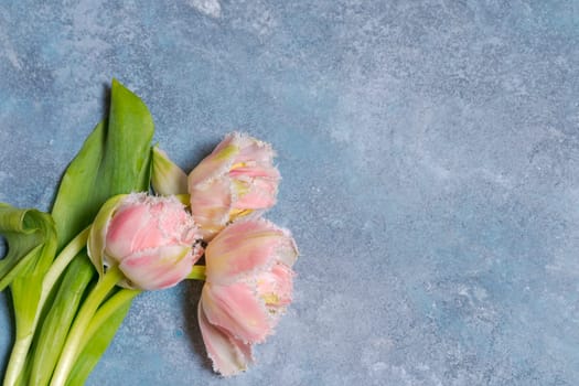 Pink tulips on a blue background. Flat, top view. Valentine background, concept of spring holidays, mother's day, women's day and easter. Horizontal, widescreen format, tinted