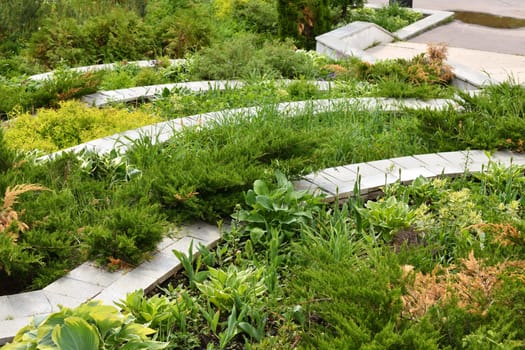 Combination of different plants in a landscape design
