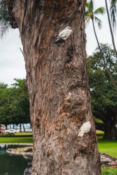 A textured tree trunk hosts two birds, one white with black markings and one fully white, surrounded by palm trees, greenery, and a small water body.