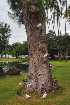 A textured tree trunk surrounded by pigeons, a small pond, rocks, and lush greenery. Tall palm trees and tropical plants suggest a Hawaiian park.