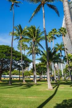 A tropical park in Honolulu with tall palm trees, a modern high rise building in the background, and buses parked along a nearby street.