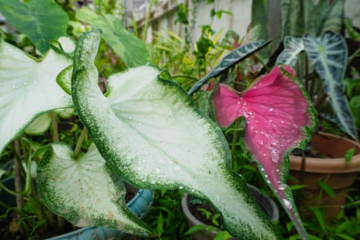 View of green and red caladium plants in a botanical garden