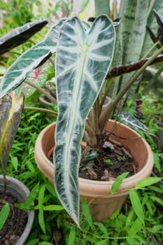 Caladium plants in a botanical garden
