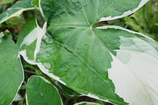 Caladium plants in a botanical garden