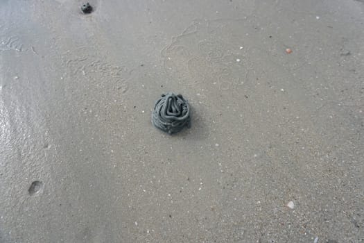Sand Worm mudflats  at sandy beach