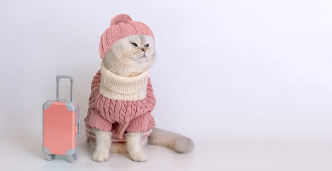 Cozy cat in pink sweater and hat with mini luggage against white background.