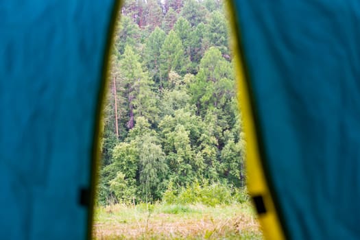 Forest landscape framed by tent opening, revealing serene woodland scene with soft morning light filtering through trees