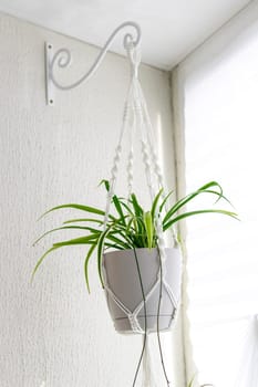 Close up shot of the plant in the weaved macrame flowerpot.