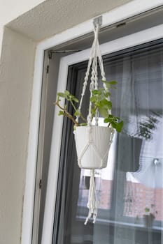 Close up shot of the plant in the weaved macrame flowerpot.
