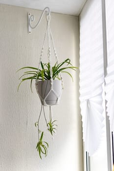 Close up shot of the plant in the weaved macrame flowerpot.