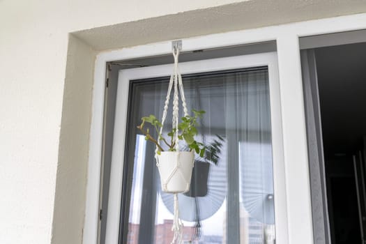 Close up shot of the plant in the weaved macrame flowerpot.