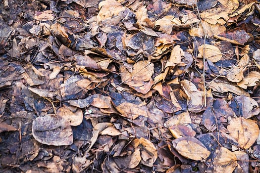 Wet dirty leaves on the ground