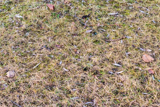 Close up shot of the weed grass
