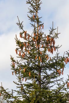 Shot of the pine tree with pines