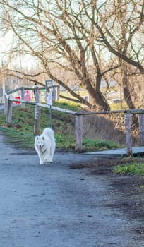 Shot of the samoyed dog puppy