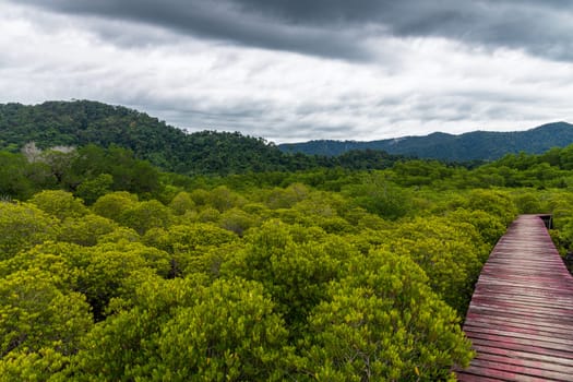 Venture on a tranquil mangrove pathway that is enveloped by vibrant greenery and contrasting, dramatic clouds above