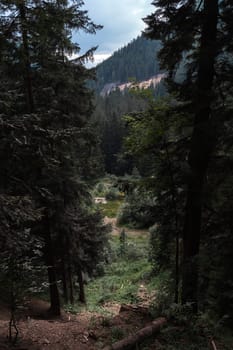 A small clearing in the forest offers a glimpse of rolling hills and distant mountain peaks. The combination of dense woodland and open landscape creates a peaceful, scenic spot.