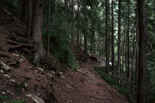 A small clearing in the forest offers a glimpse of rolling hills and distant mountain peaks. The combination of dense woodland and open landscape creates a peaceful, scenic spot.