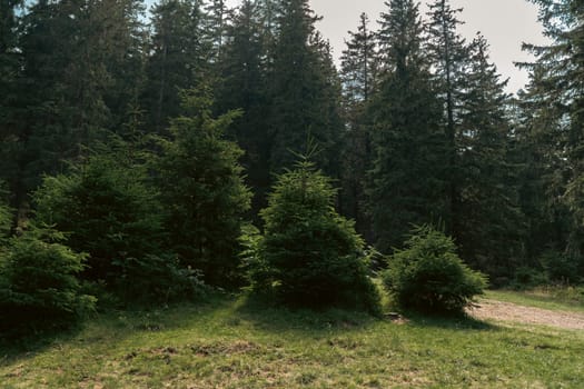 A small grove of evergreen trees stands out against a larger forest backdrop, creating a beautiful, tranquil spot. The gentle gradient of green invites you into the heart of nature.