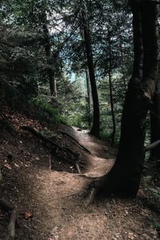 a forest path in summertime. High quality photo