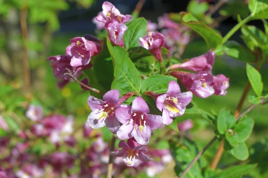 Weigela coraeensis - shrub that blooms with pink flowers