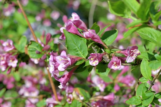 Weigela coraeensis - shrub that blooms with pink flowers