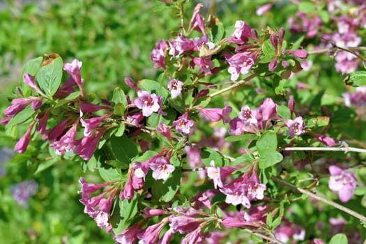 Weigela coraeensis - shrub that blooms with pink flowers