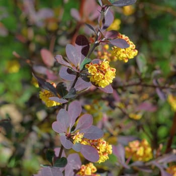 Berberis thunbergii Atropurpurea blooms in a spring with yellow flowers