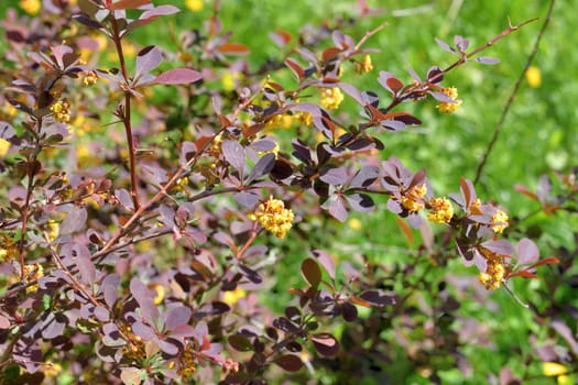 Berberis thunbergii Atropurpurea blooms in a spring with yellow flowers