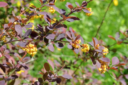 Berberis thunbergii Atropurpurea blooms in a spring with yellow flowers
