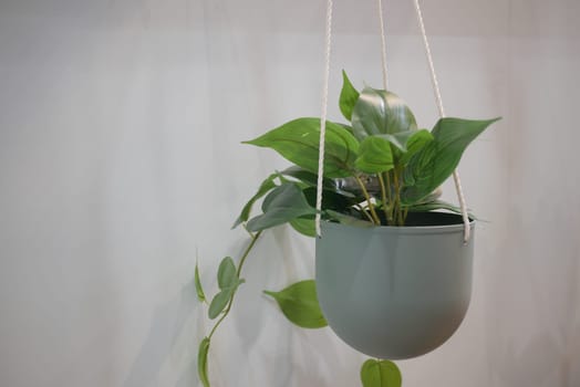 A decorative green plant is suspended in a sleek pot, adding freshness.