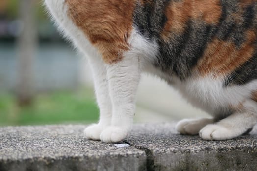 A calico cat rests on a stone ledge surrounded by grass and trees.
