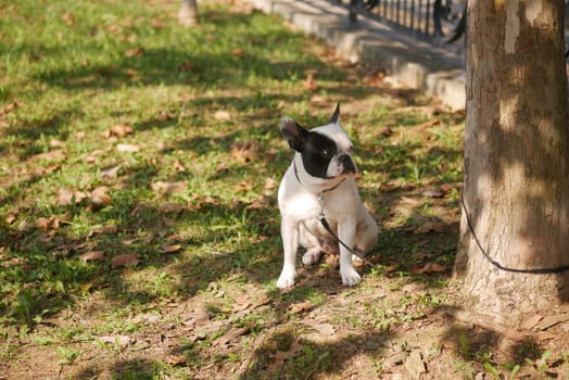 Small dog sits calmly near a tree on grass with fallen leaves.
