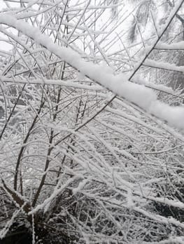 White snow on a bare tree branches on a frosty winter day, close up. Natural background. Selective botanical background.