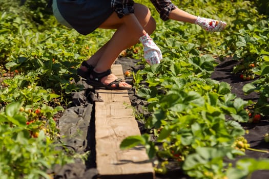 The farmer takes care of the strawberry beds. Fresh strawberries from the garden in the hand of a young woman harvesting.