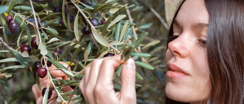 Young girl holds in her hands a branch with juicy ripe black olives at sunset, a woman is engaged in farming and gardening, develops a plantation of olive trees during the harvest, close up view.