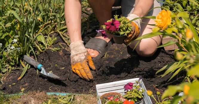 A closeup of hands of a young farmer with a seedling in a peat pot. A hand in gloves puts the plant in the soil. Petunia hybrida seedlings are going to be planted in the processed black soil.