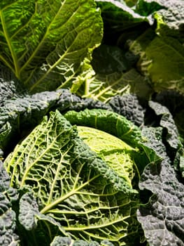 Close up of fresh green savoy cabbage leaves with detailed texture.