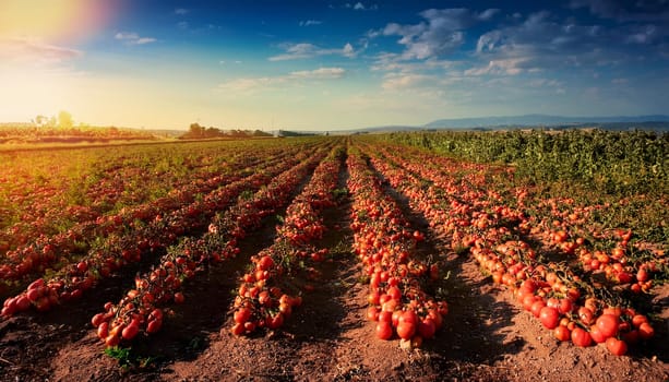 field of tomatoes background, AI generated image