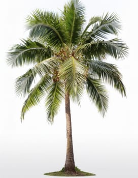 palm tree over white background, AI generated image